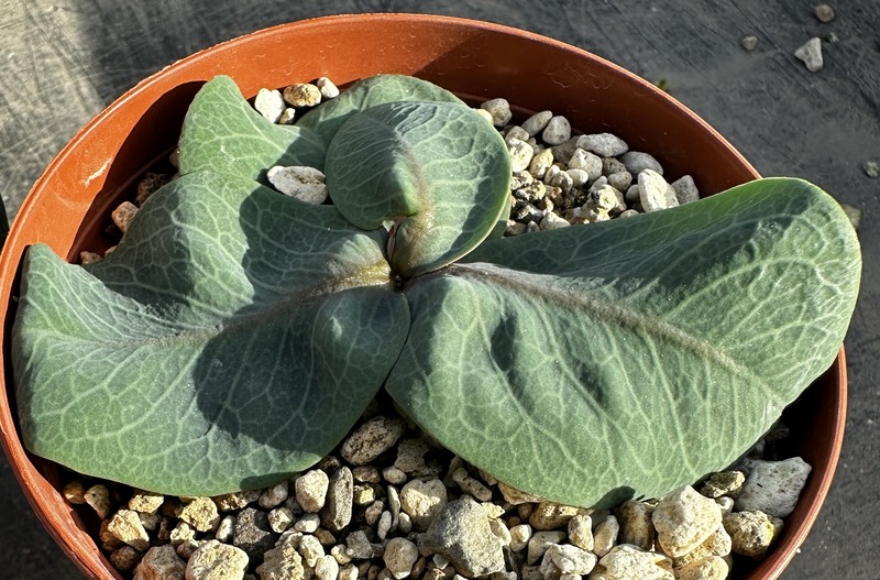 Euphorbia orobanchoides photo 6