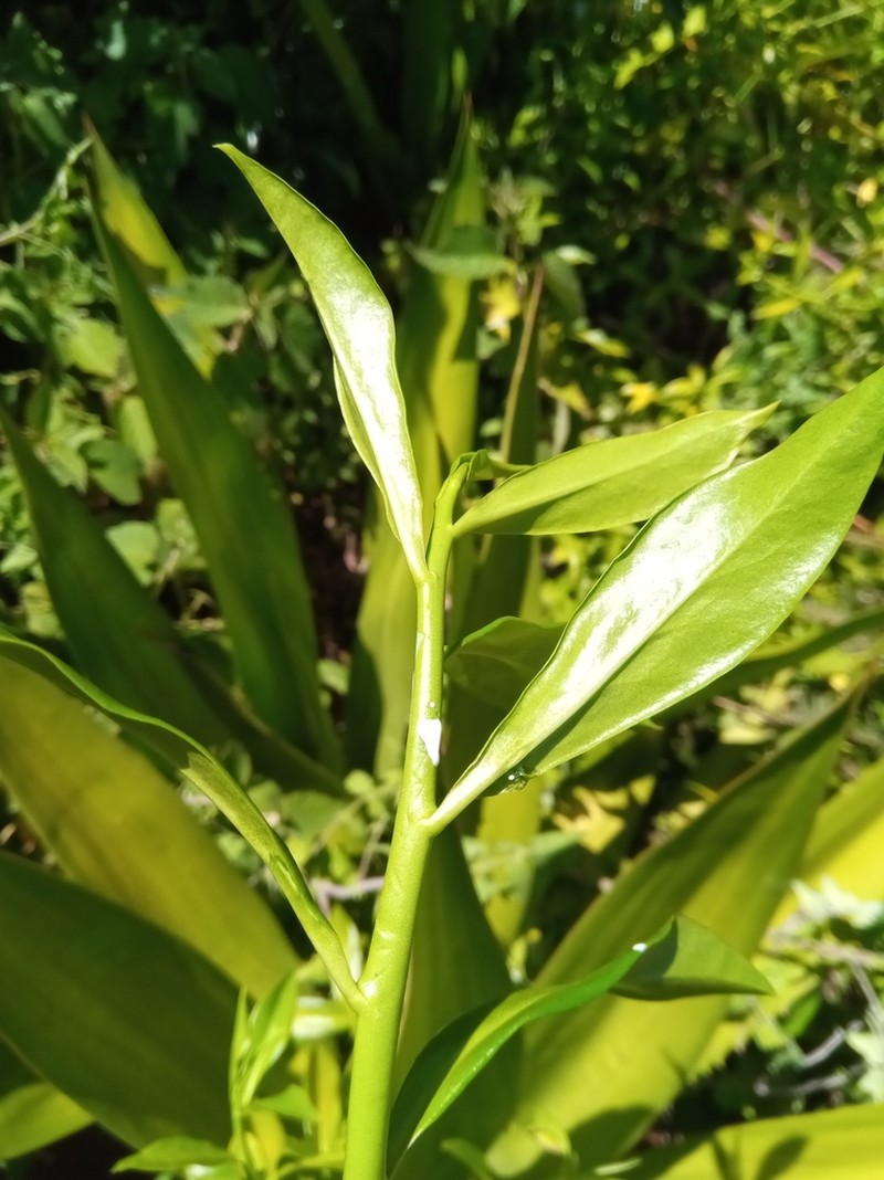 Euphorbia orthoclada