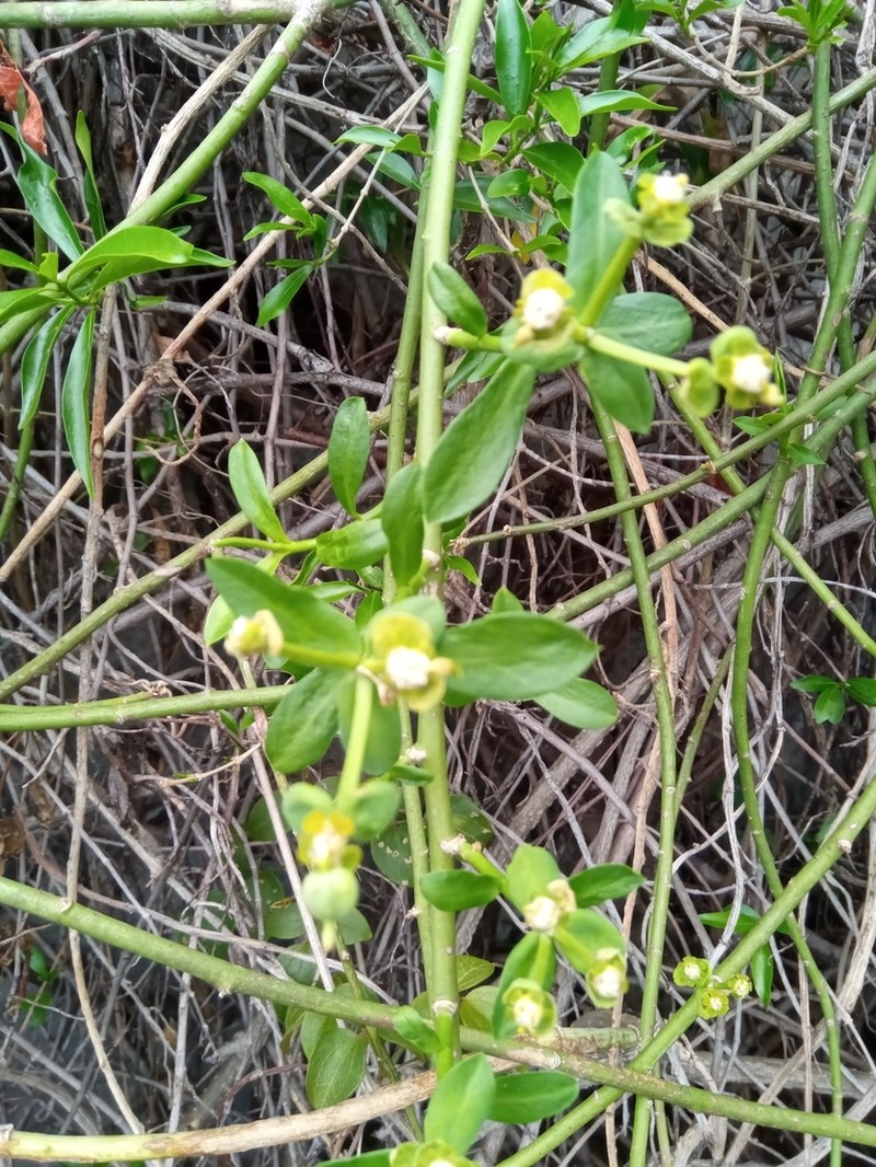 Euphorbia orthoclada photo 2