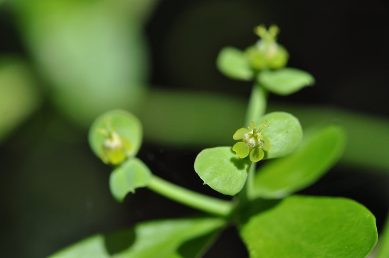 Euphorbia orthoclada photo 4