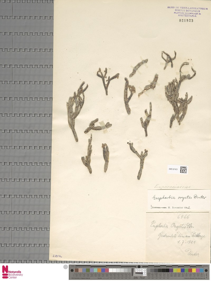 Euphorbia oryctis