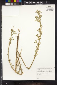 Euphorbia osyridea