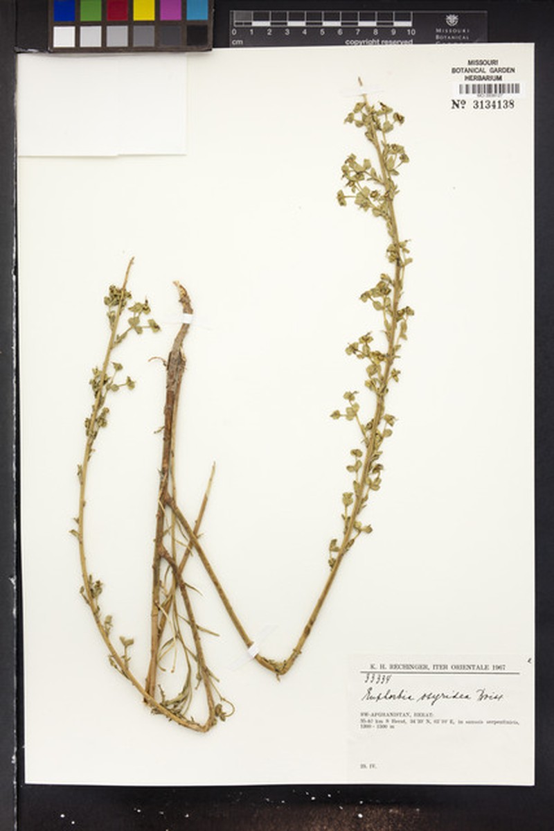 Euphorbia osyridea