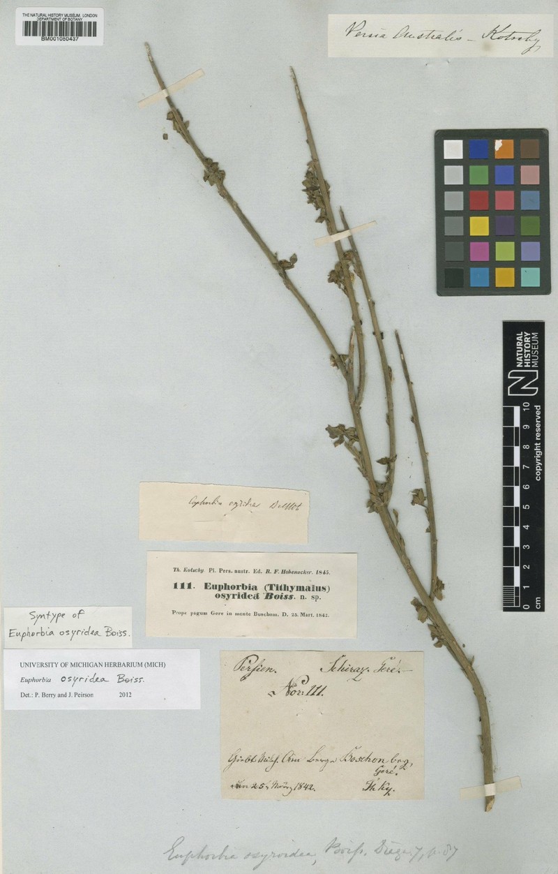 Euphorbia osyridea photo 3
