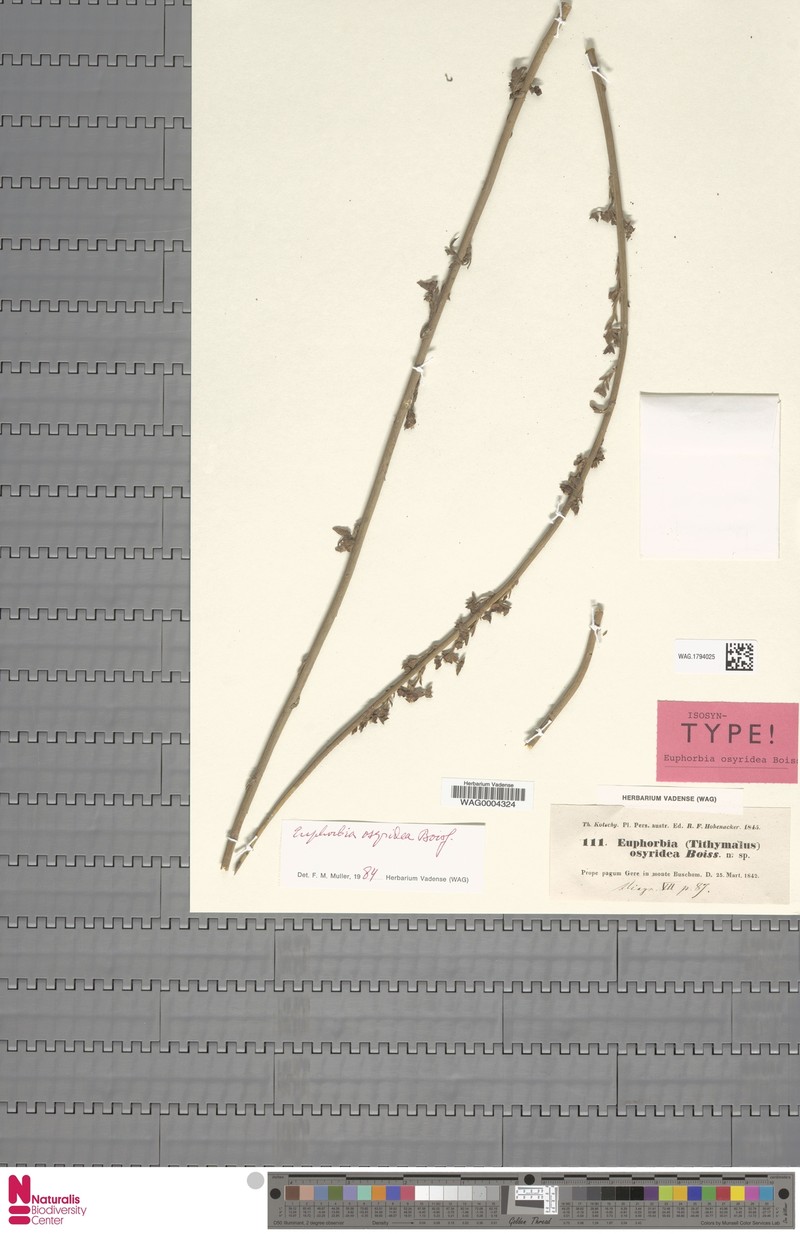 Euphorbia osyridea photo 4
