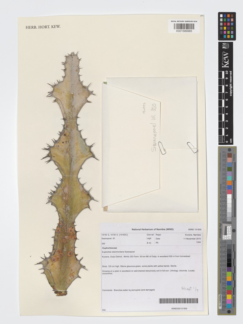 Euphorbia otavibergensis