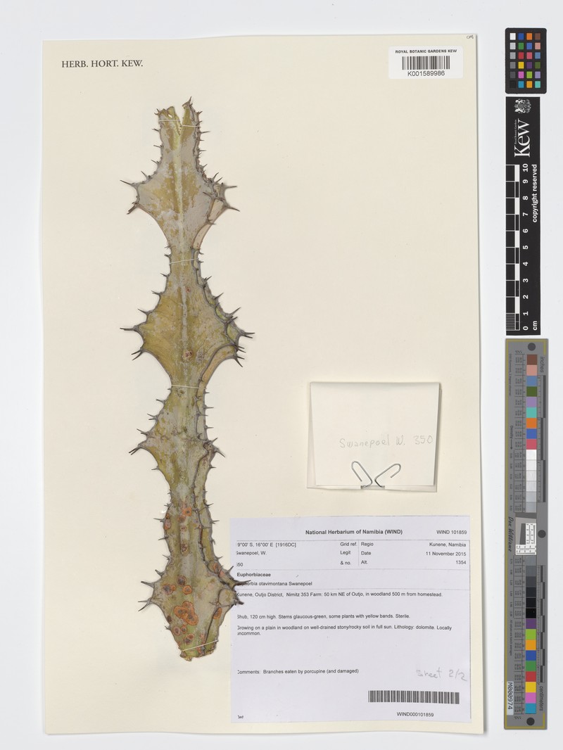 Euphorbia otavibergensis photo 2