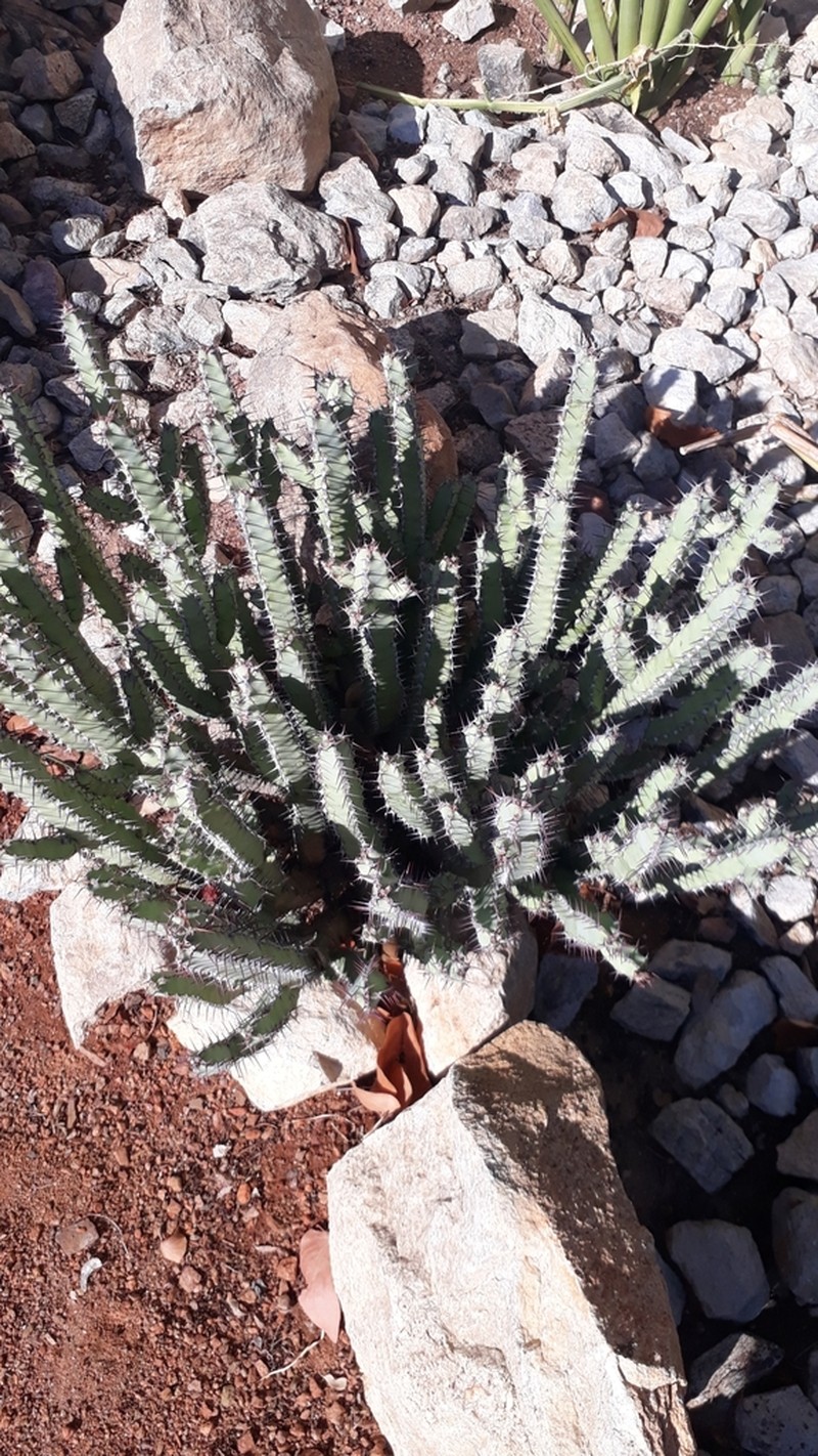 Euphorbia otjipembana