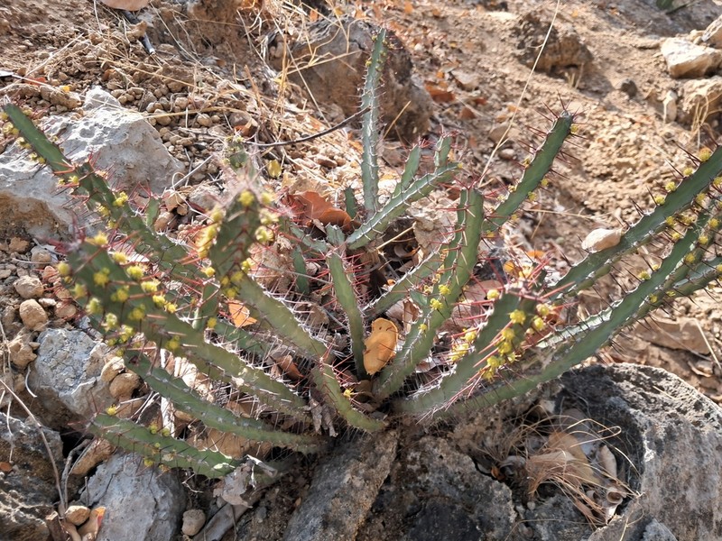 Euphorbia otjipembana photo 2