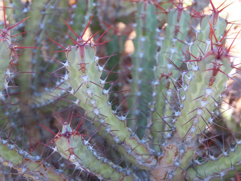 Euphorbia otjipembana photo 3