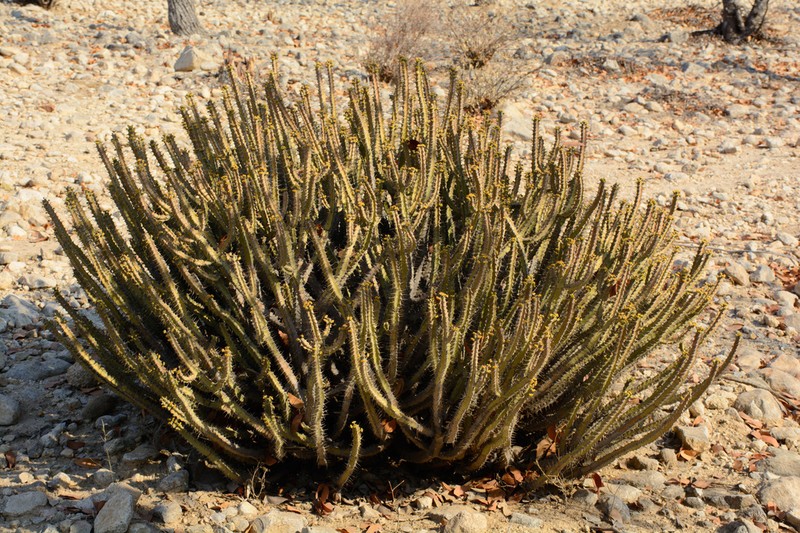 Euphorbia otjipembana photo 4