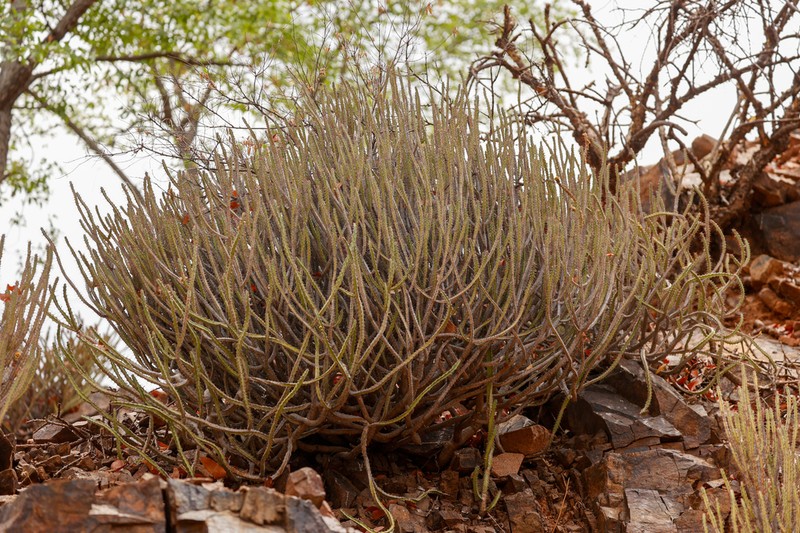 Euphorbia otjipembana photo 5