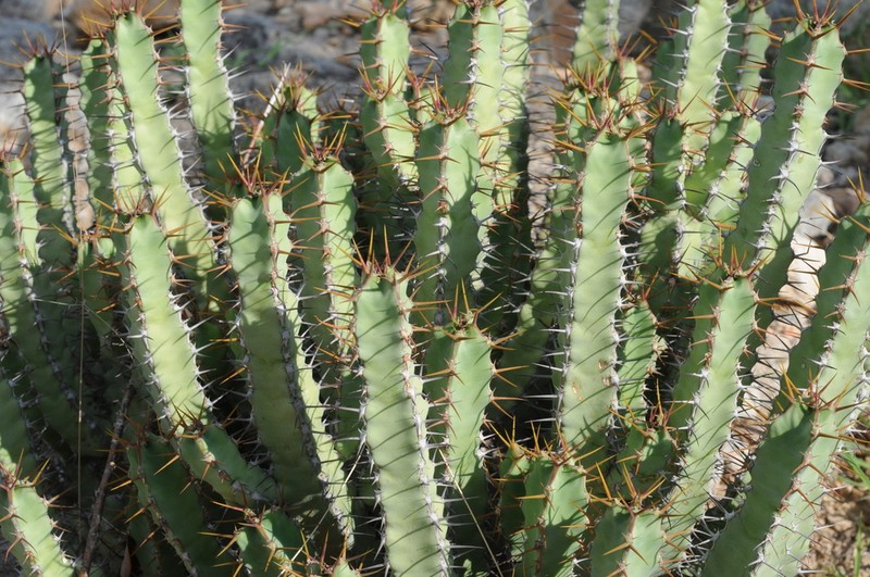 Euphorbia otjipembana photo 6