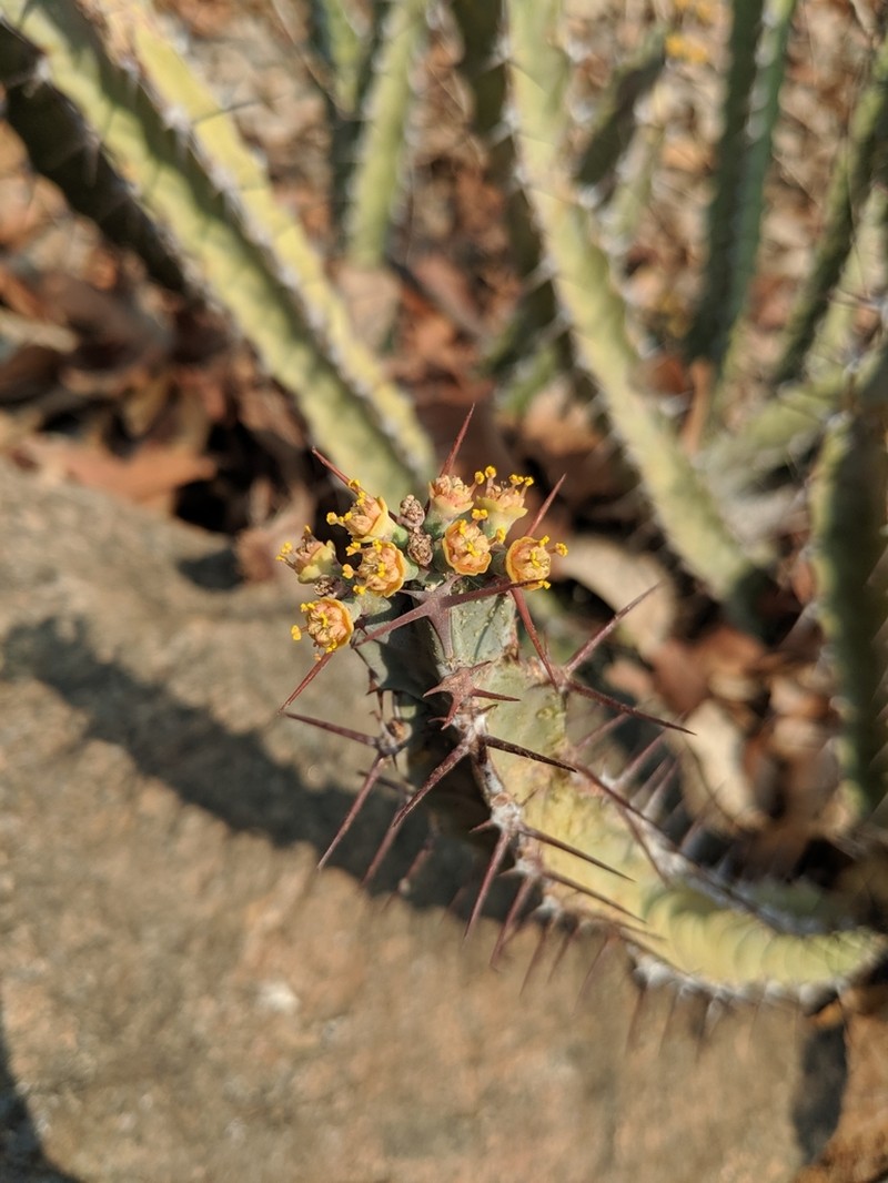 Euphorbia otjipembana photo 8