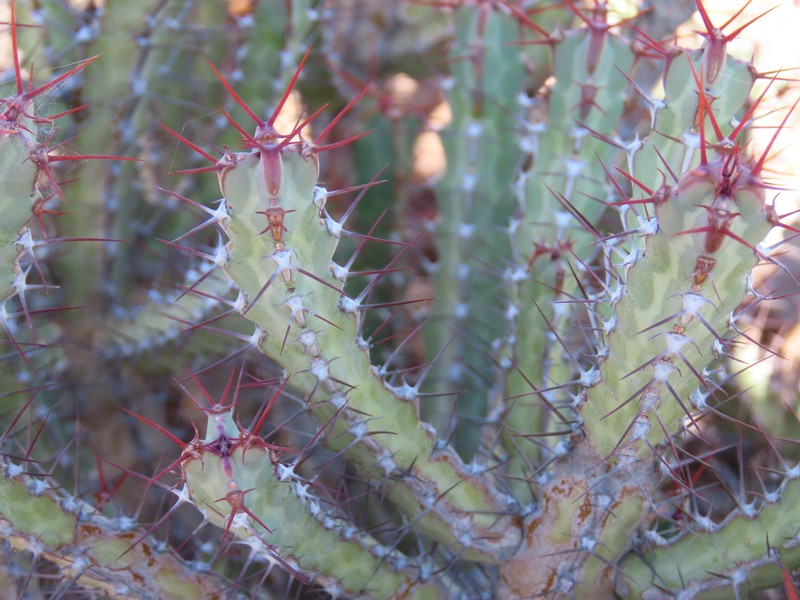 Euphorbia otjipembana subsp. fluvialis