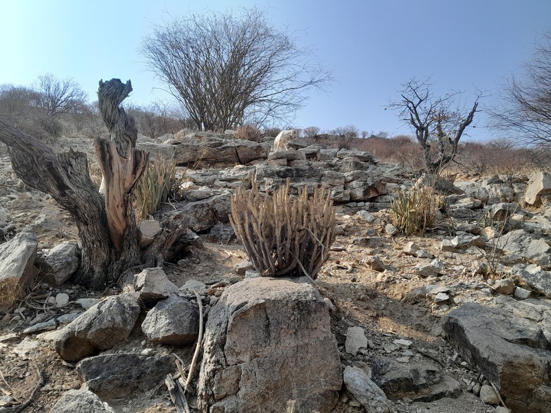 Euphorbia otjipembana subsp. fluvialis photo 3