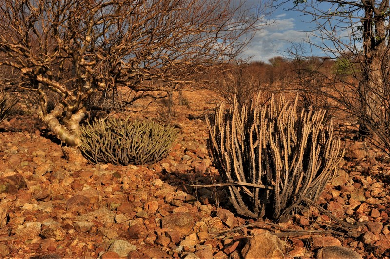 Euphorbia otjipembana subsp. fluvialis photo 5