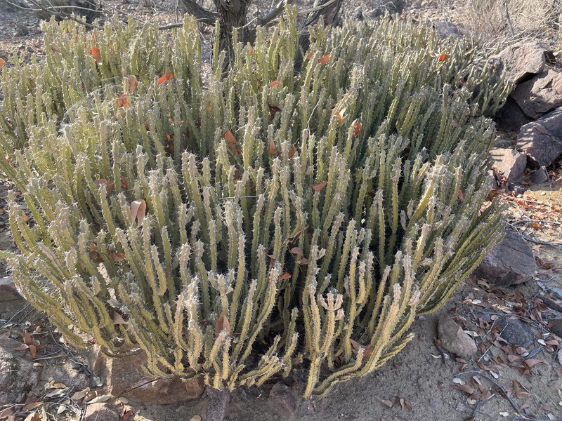 Euphorbia otjipembana subsp. fluvialis photo 6
