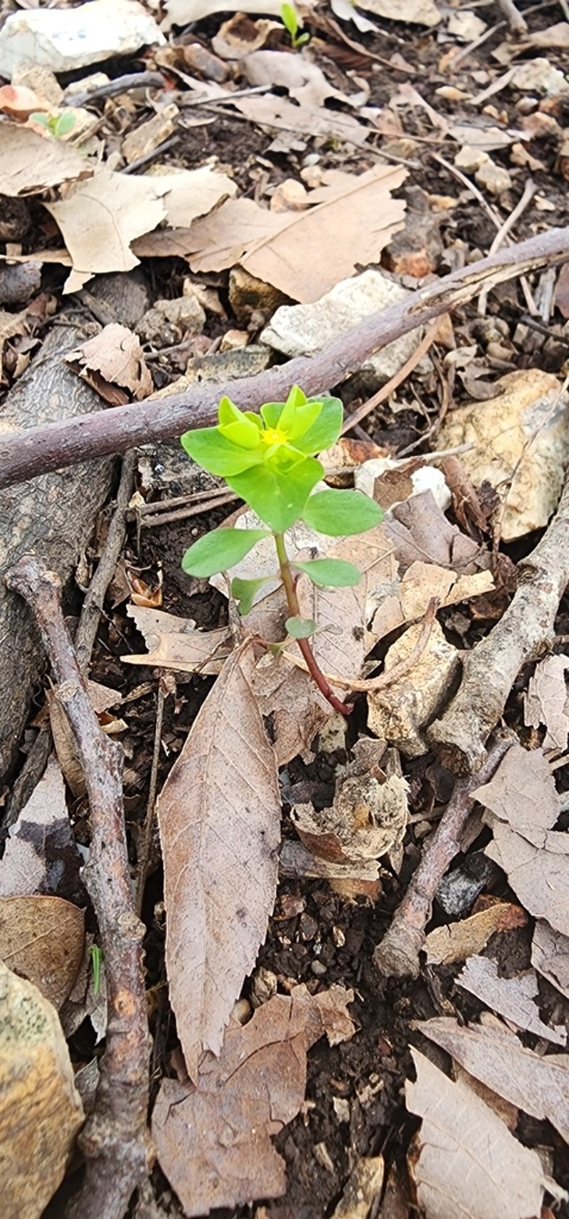 Euphorbia ouachitana