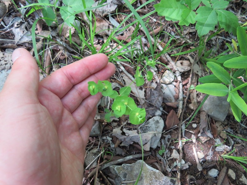 Euphorbia ouachitana photo 2