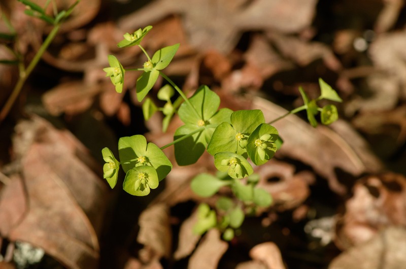 Euphorbia ouachitana photo 3