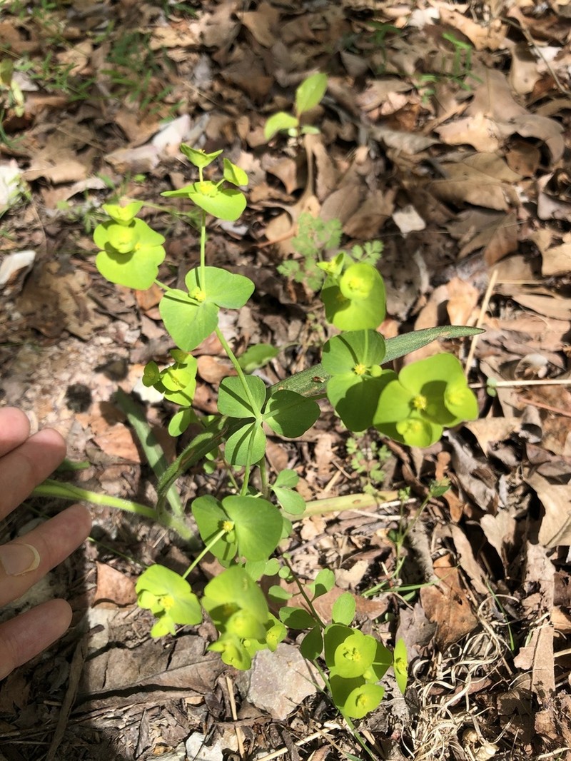 Euphorbia ouachitana photo 4