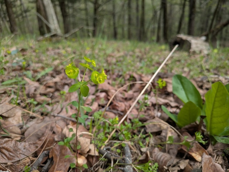 Euphorbia ouachitana photo 5
