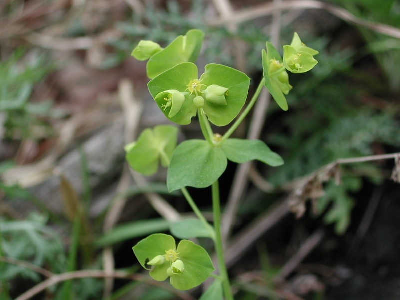 Euphorbia ouachitana photo 6