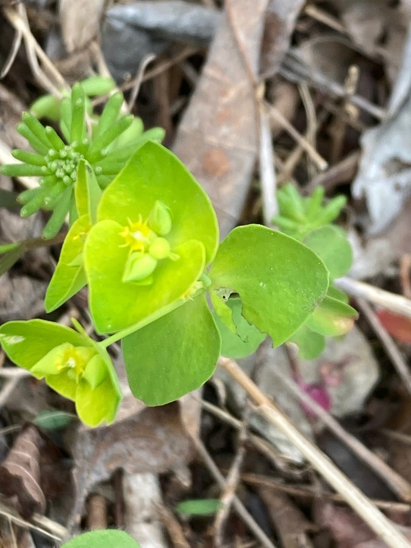 Euphorbia ouachitana photo 7