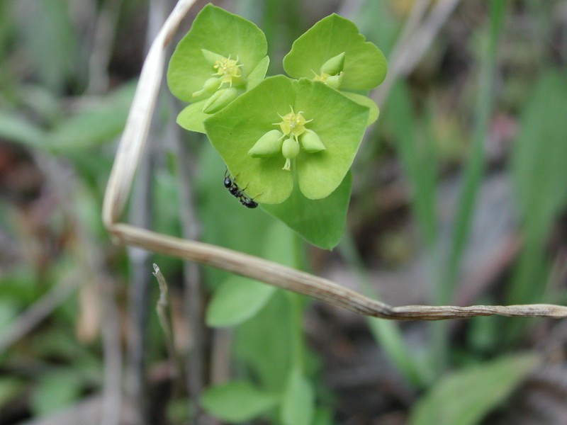 Euphorbia ouachitana photo 8