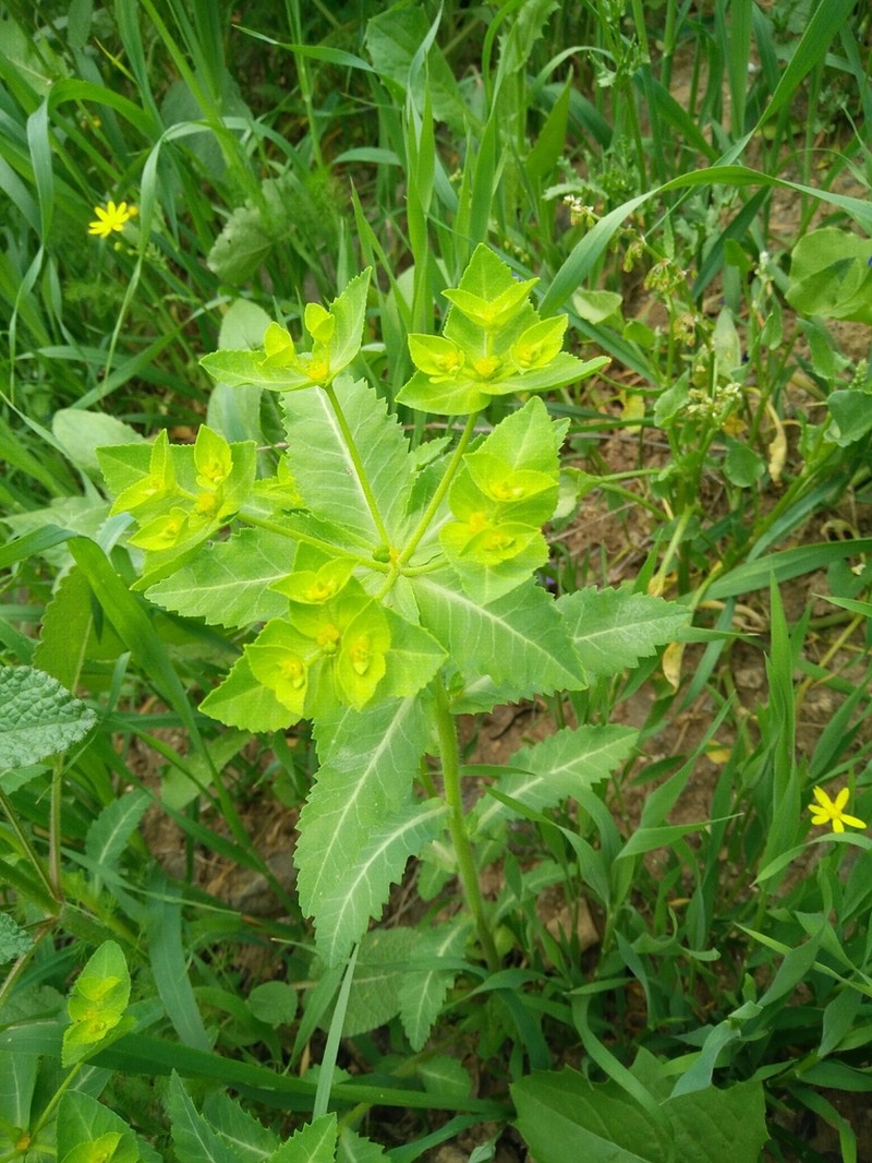 Euphorbia oxyodonta photo 2