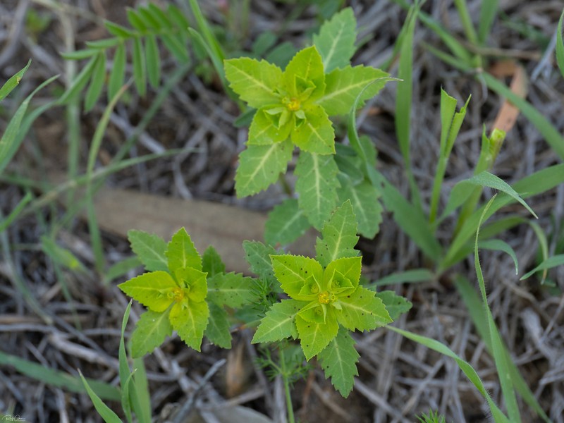 Euphorbia oxyodonta photo 3