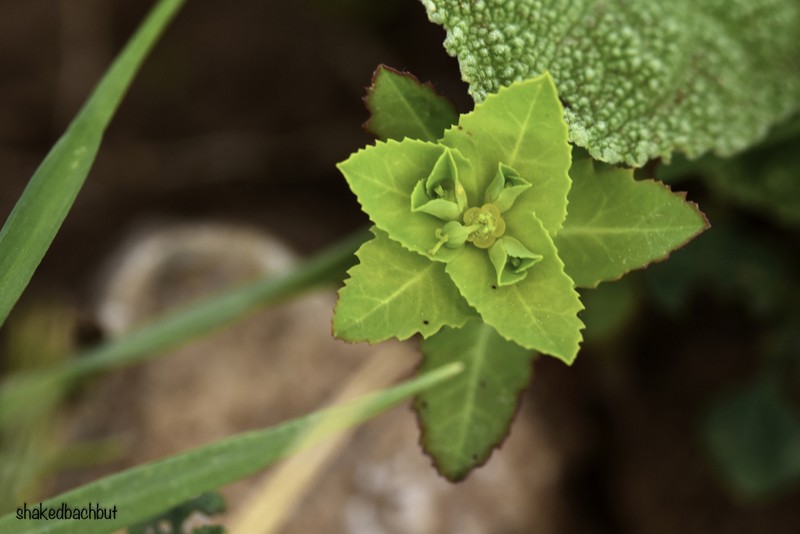 Euphorbia oxyodonta photo 4
