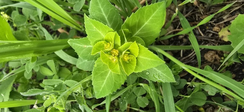 Euphorbia oxyodonta photo 5