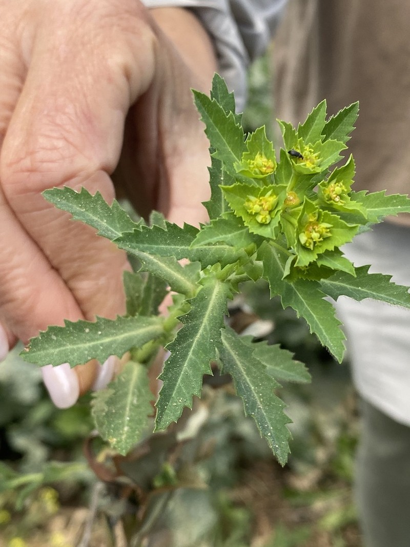 Euphorbia oxyodonta photo 6