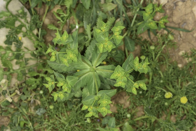 Euphorbia oxyodonta photo 7