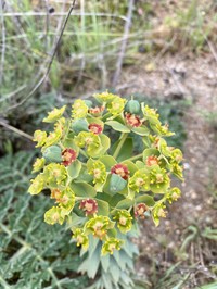 Euphorbia oxyphylla