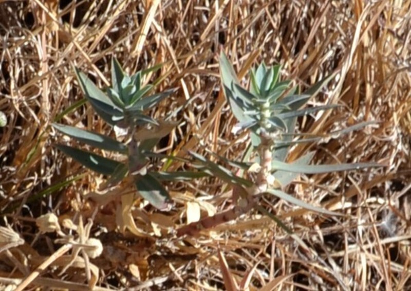 Euphorbia oxyphylla photo 2