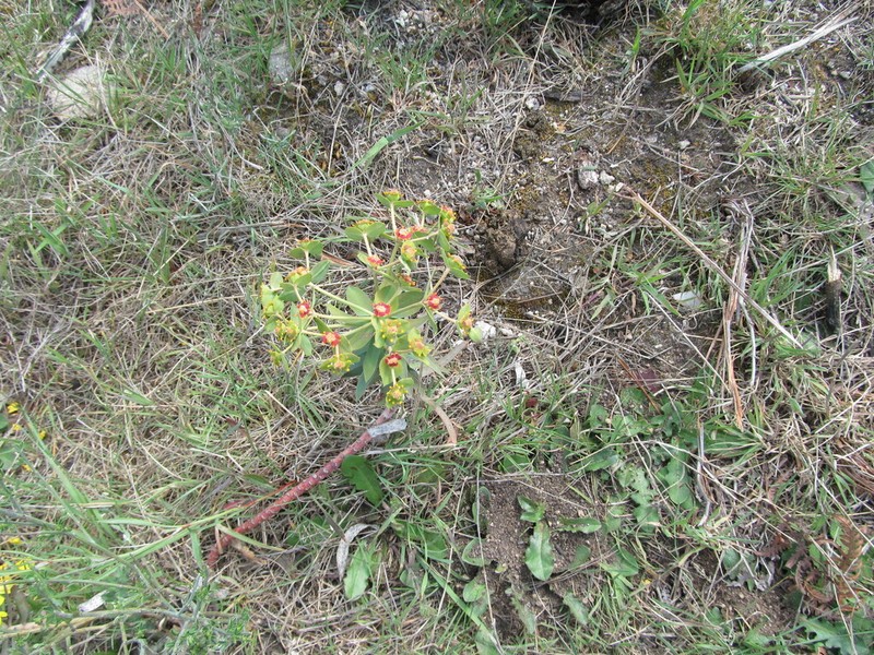 Euphorbia oxyphylla photo 3