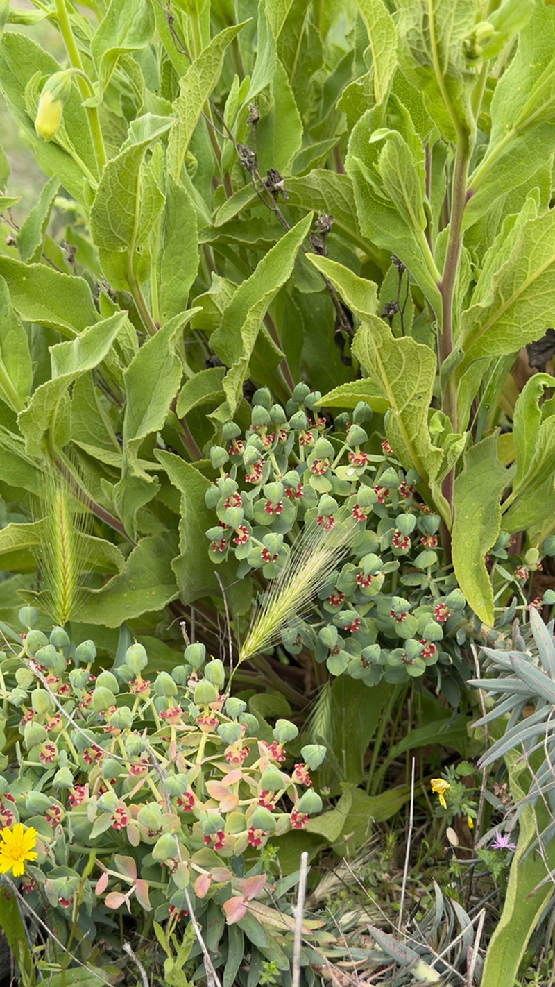 Euphorbia oxyphylla photo 4