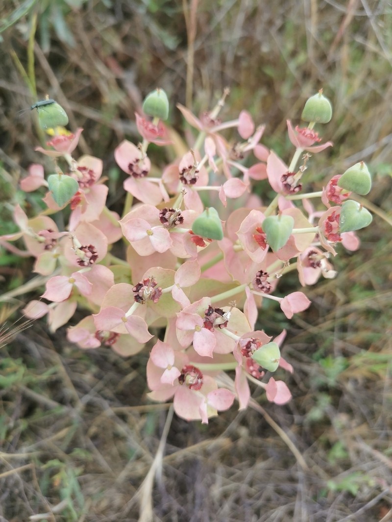 Euphorbia oxyphylla photo 5