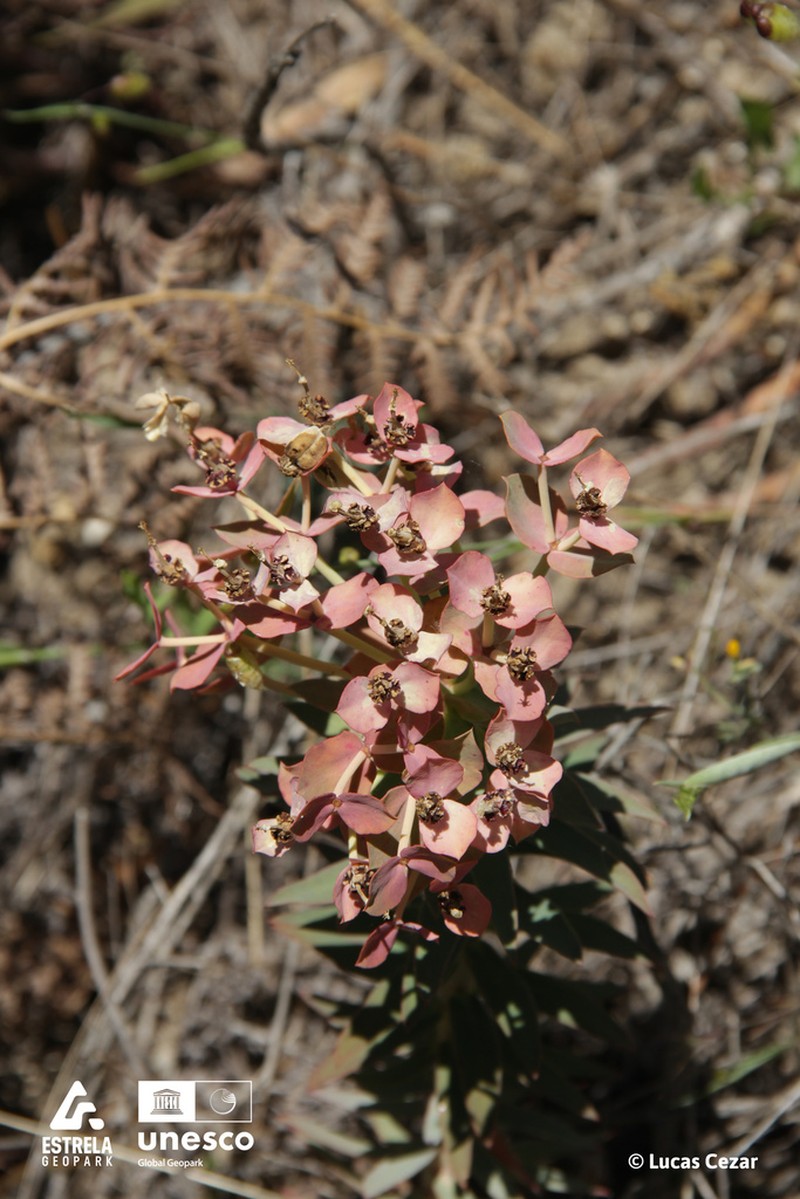 Euphorbia oxyphylla photo 6