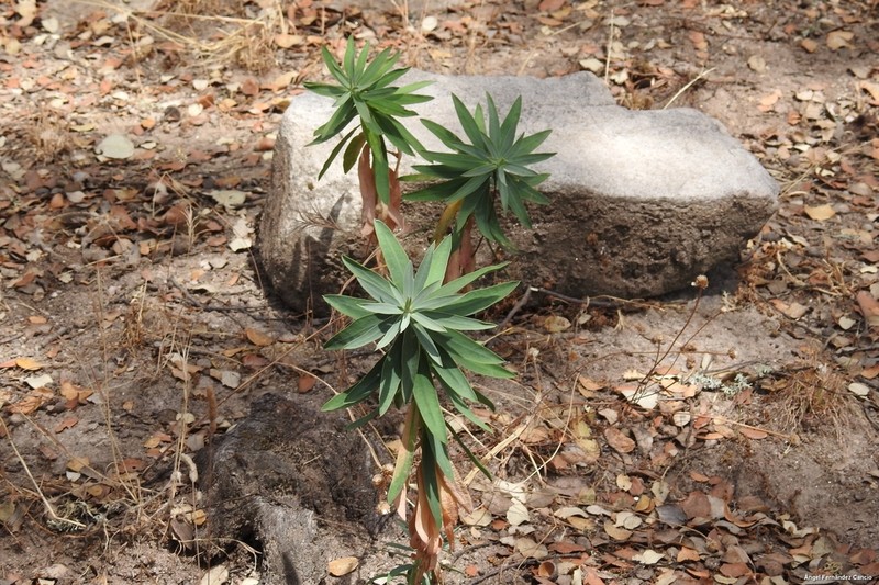 Euphorbia oxyphylla photo 7