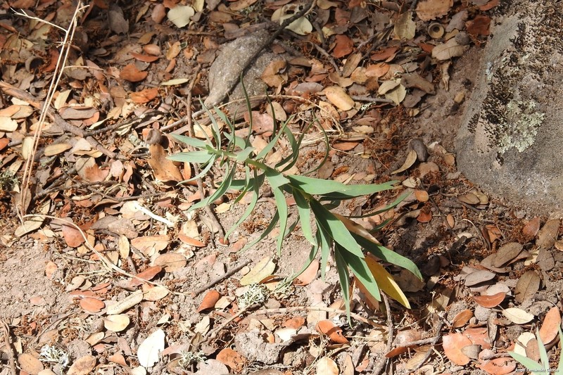 Euphorbia oxyphylla photo 8