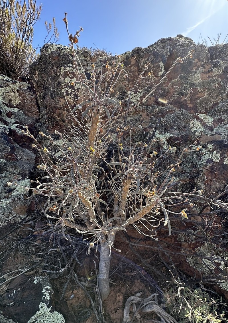 Euphorbia oxystegia