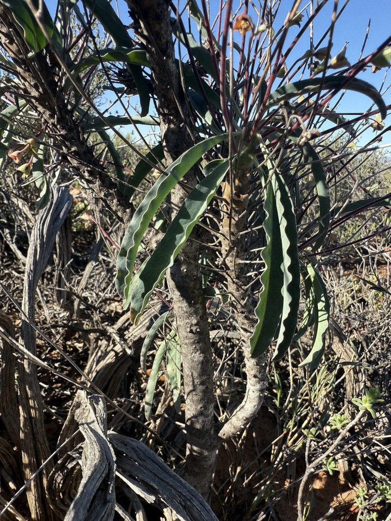 Euphorbia oxystegia photo 2