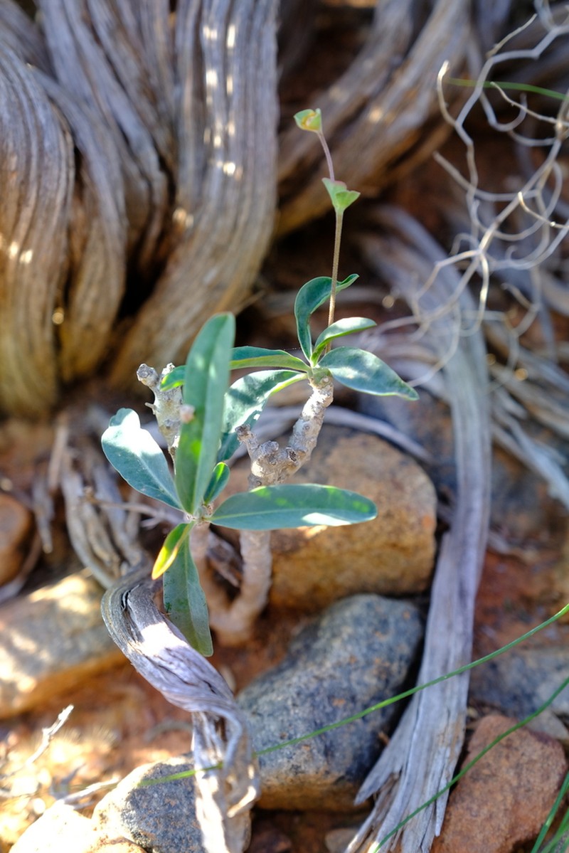 Euphorbia oxystegia photo 3