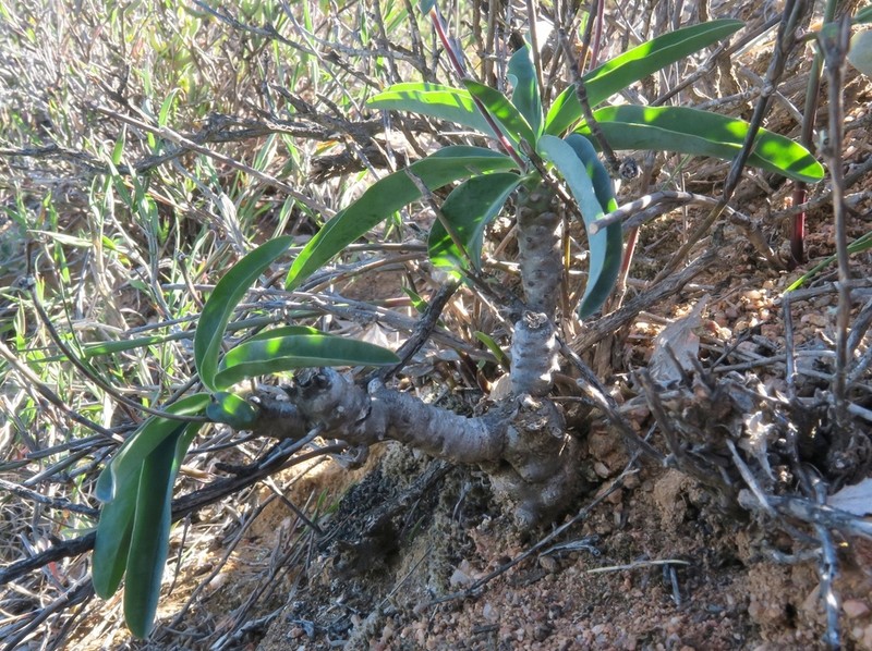 Euphorbia oxystegia photo 4