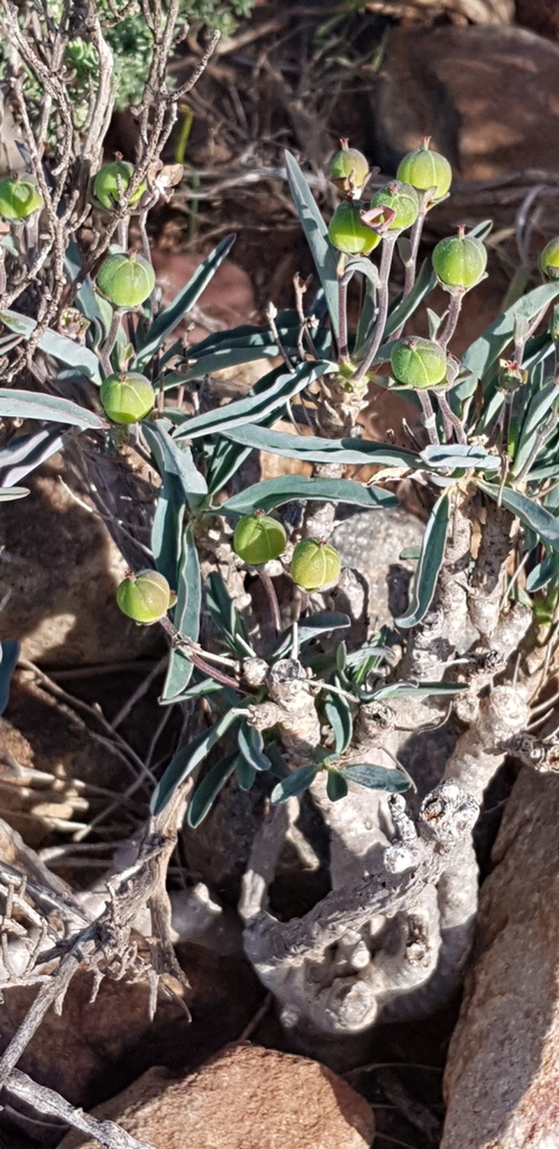 Euphorbia oxystegia photo 5
