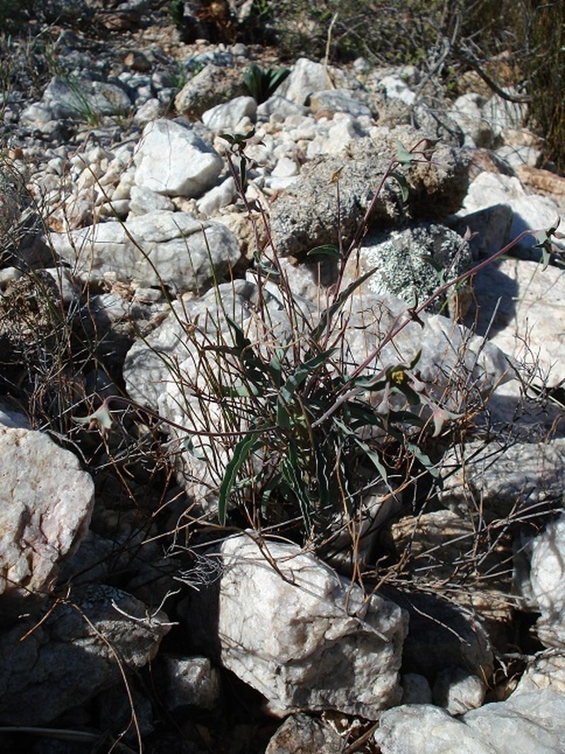 Euphorbia oxystegia photo 6